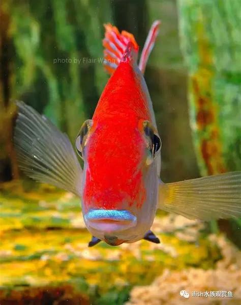 養觀賞魚|十大易養觀賞魚排行榜